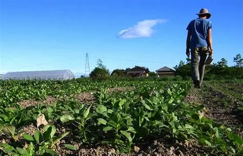 BANADESA OFRECE CRÉDITOS AL 2% DE INTERÉS PARA PRODUCTORES